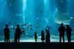 Dans un monde sous-marin spectaculaire : 1 entrée enfant ou adulte pour l'aquarium Nausicaá - Image 6