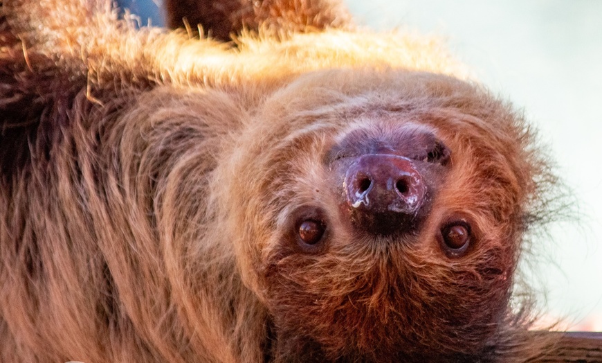 Image 6: Encounter Tour, Sippin' with Sloths, or Kangaroo Yoga at Coastal Wilds