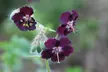 5 or 10 Mixed Hardy Geranium Plants - Second Medium