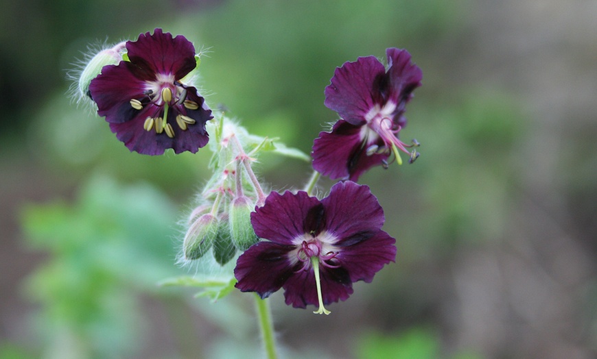 Image 3: 5 or 10 Hardy Geranium Bare Roots Collection