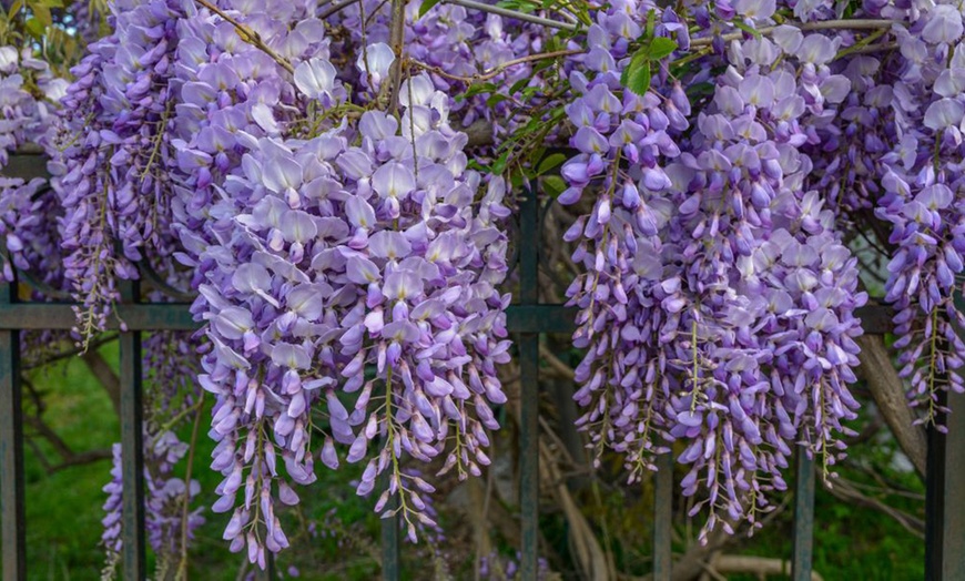 Image 1: Scented Wisteria Prolific – 1 or 2 Potted Plants (1.5-Litre Pots)  