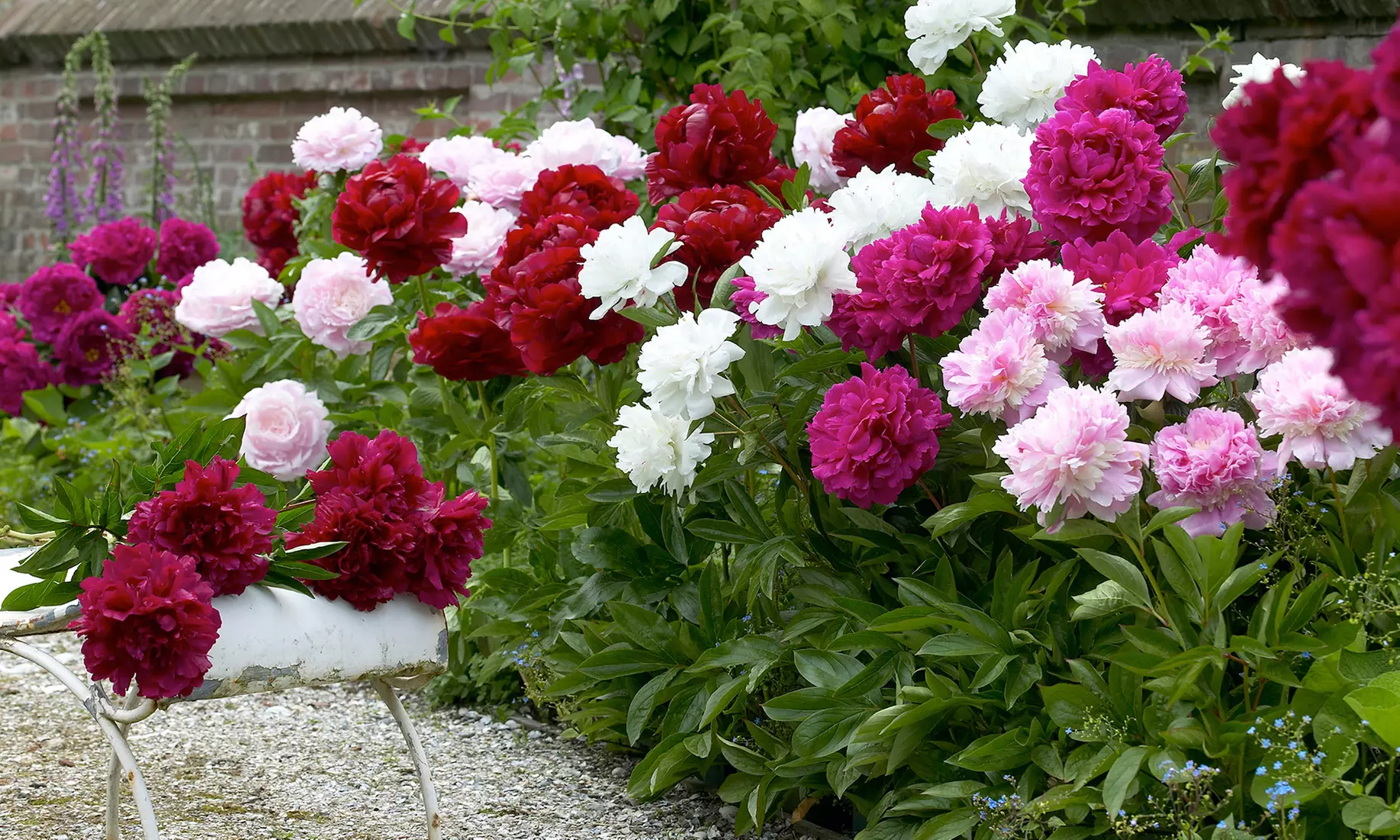  Double Dutch Mixed Peony Flower Bulbs (4-, 8-, or 16-Pack with Planting Tool) - Primary Image
