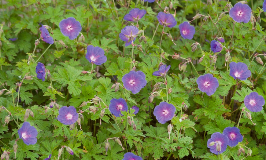 Image 2: Hardy Geranium Mixed Plants