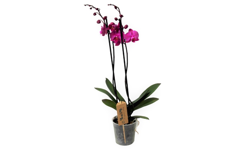 Image 8: Pianta di Phalaenopsis o orchidea falena