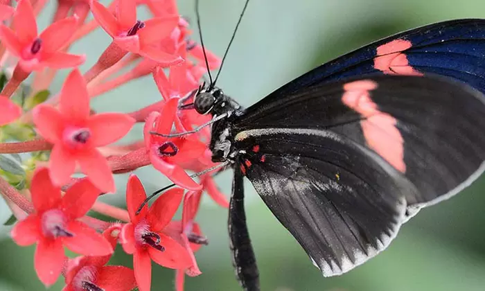 Admission with Butterfly Guides to Hershey Gardens and Tropical Indoor Butterfly Atrium (Up to 35% Off) - Primary Image