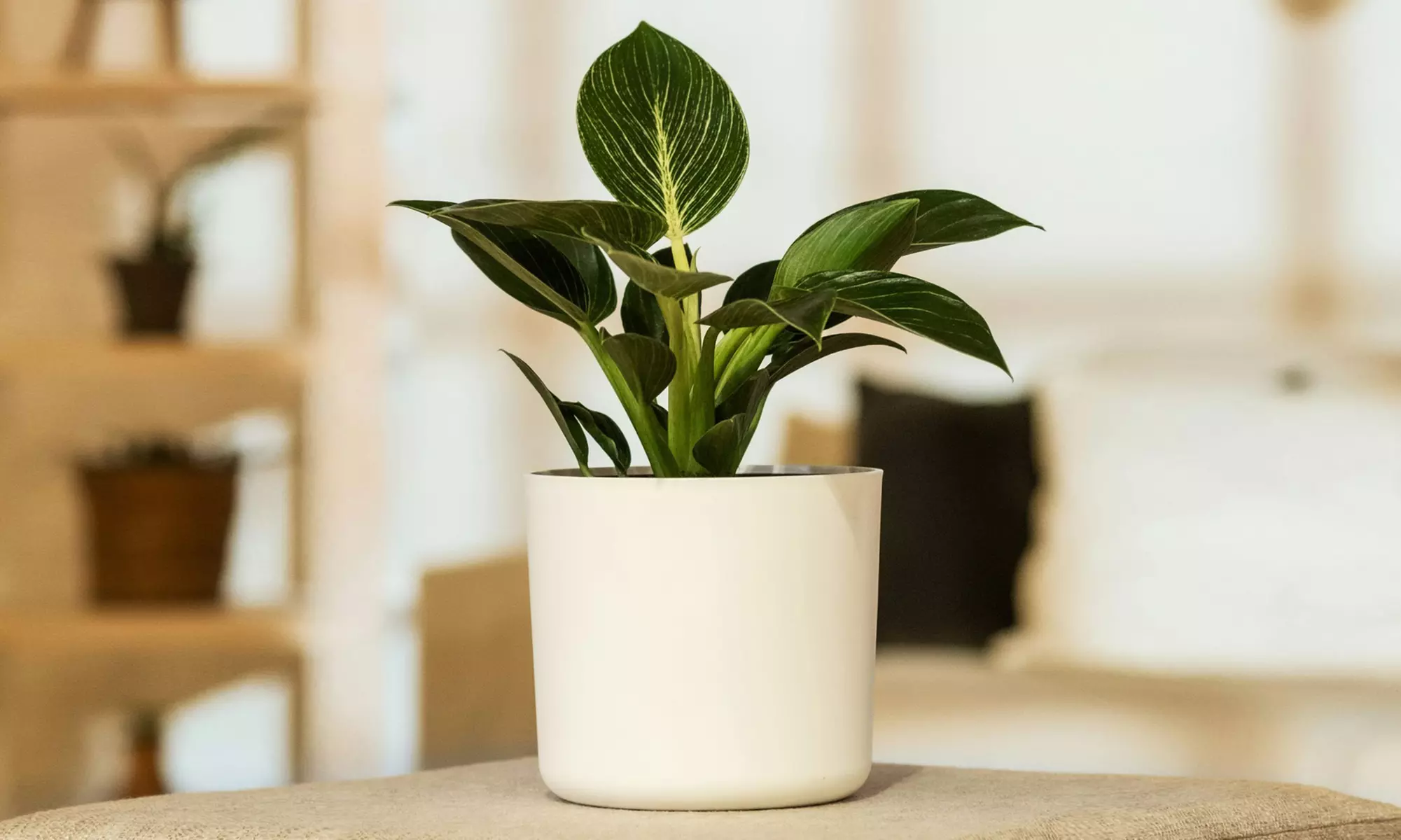 1 o 2 Filodendro ola blanca - Primary Image