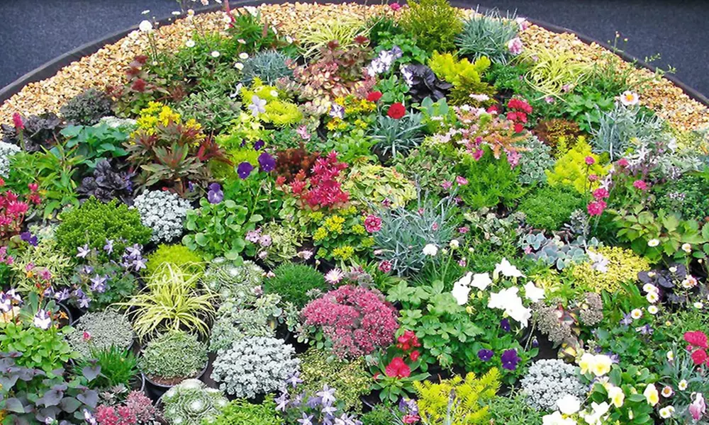 Baldur Garten Steingarten-Mix mit 20 oder 40 niedrigen Stauden - Second Medium