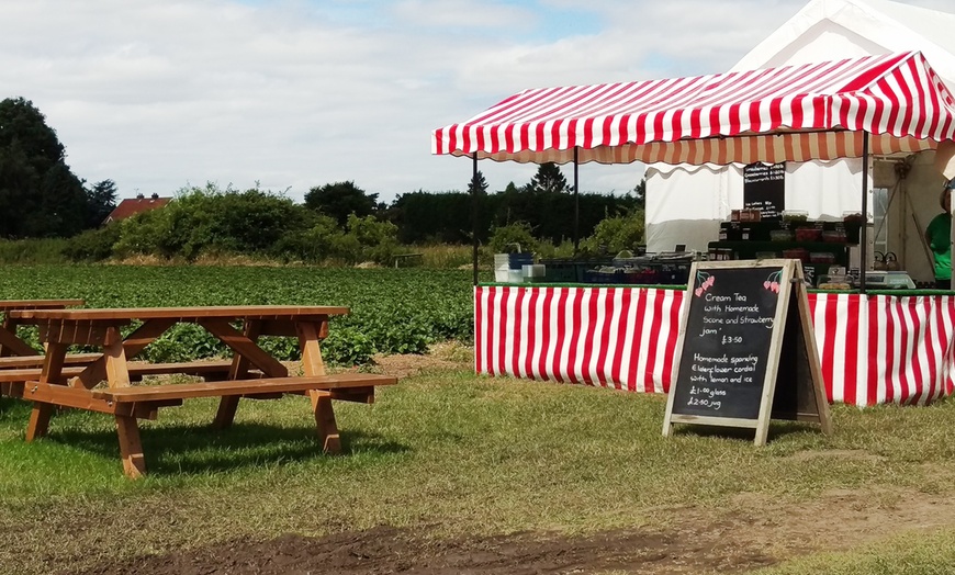 Image 3: PYO Strawberries Gilberdyke