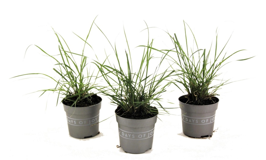 Image 4: Dwarf Fountain Grass Plants