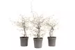 Lot de 3 plantes Corokia Cotoneaster, pot inclus - Second Medium