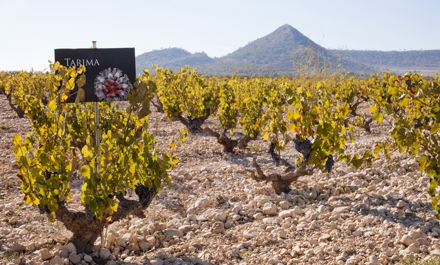 Image 3: Explora la tradición vinícola con una visita guiada y cata de vinos