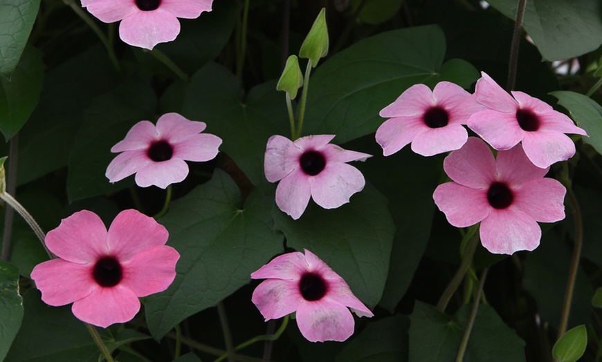 Image 7: 5 or 10 Thunbergia 'Sunny Suzy' Plants