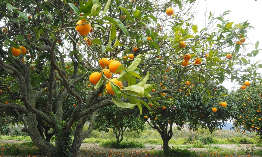 Image 2: Lot de 4 citronniers méditerranéens