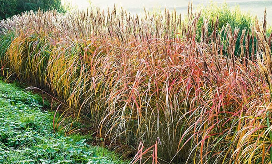 Image 1: Miscanthus Hedge