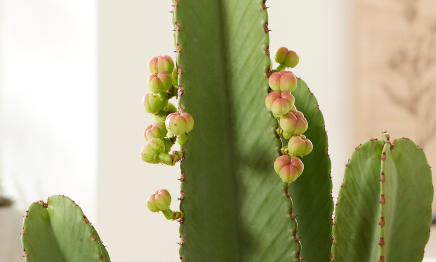 Image 8: Euphorbia Ingens 'Cowboy Cactus'