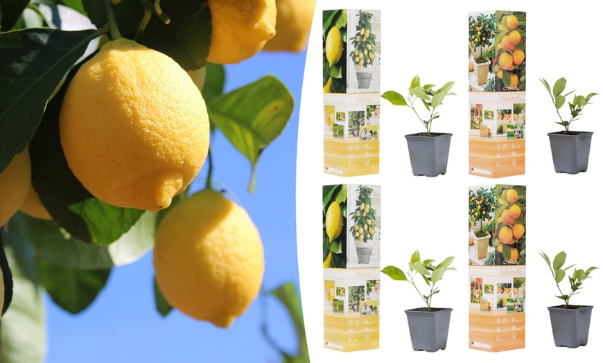 Image 2: Set van 4 Citrus planten