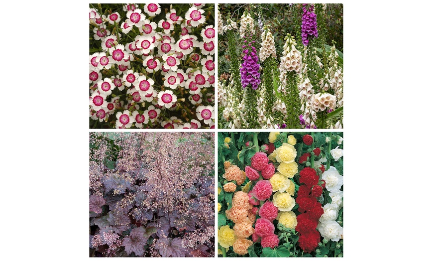 Image 3: YouGarden Hardy Garden Perennial Collection