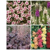Image 3: YouGarden Hardy Garden Perennial Collection