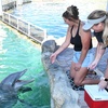 Image 14: Up to 40% Off on Aquarium Visit at Miami Seaquarium