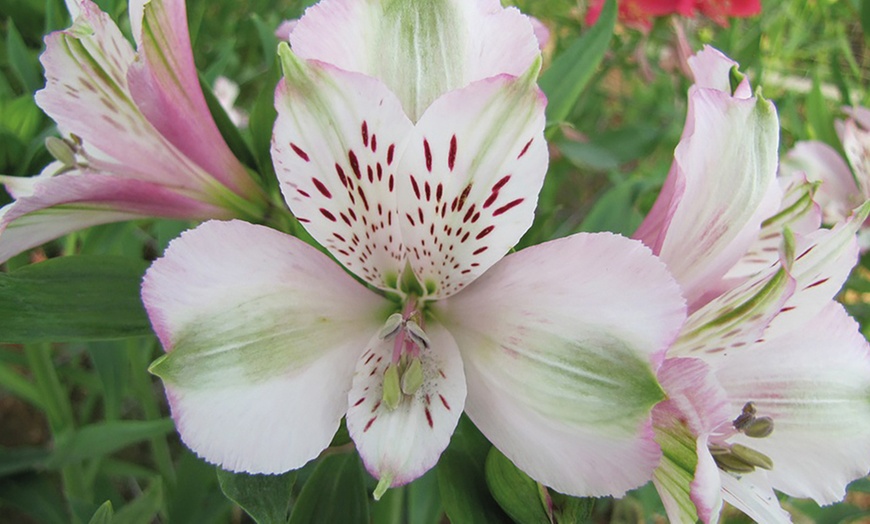 Image 3: Alstroemeria Midi Collection – 3 or 6 Potted Plants