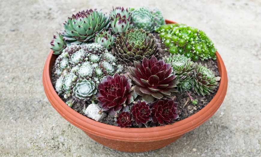 Image 1: Collection of Sempervivum Plants