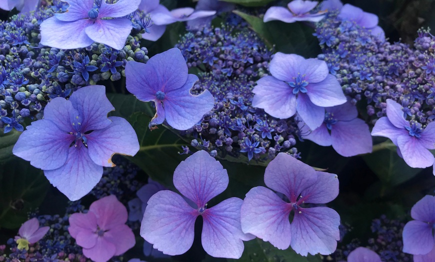 Hydrangea Summer Glow 