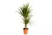 1 ou 2 plants de Dracaena Marginata 75-80 cm, pot inclus - Image 4