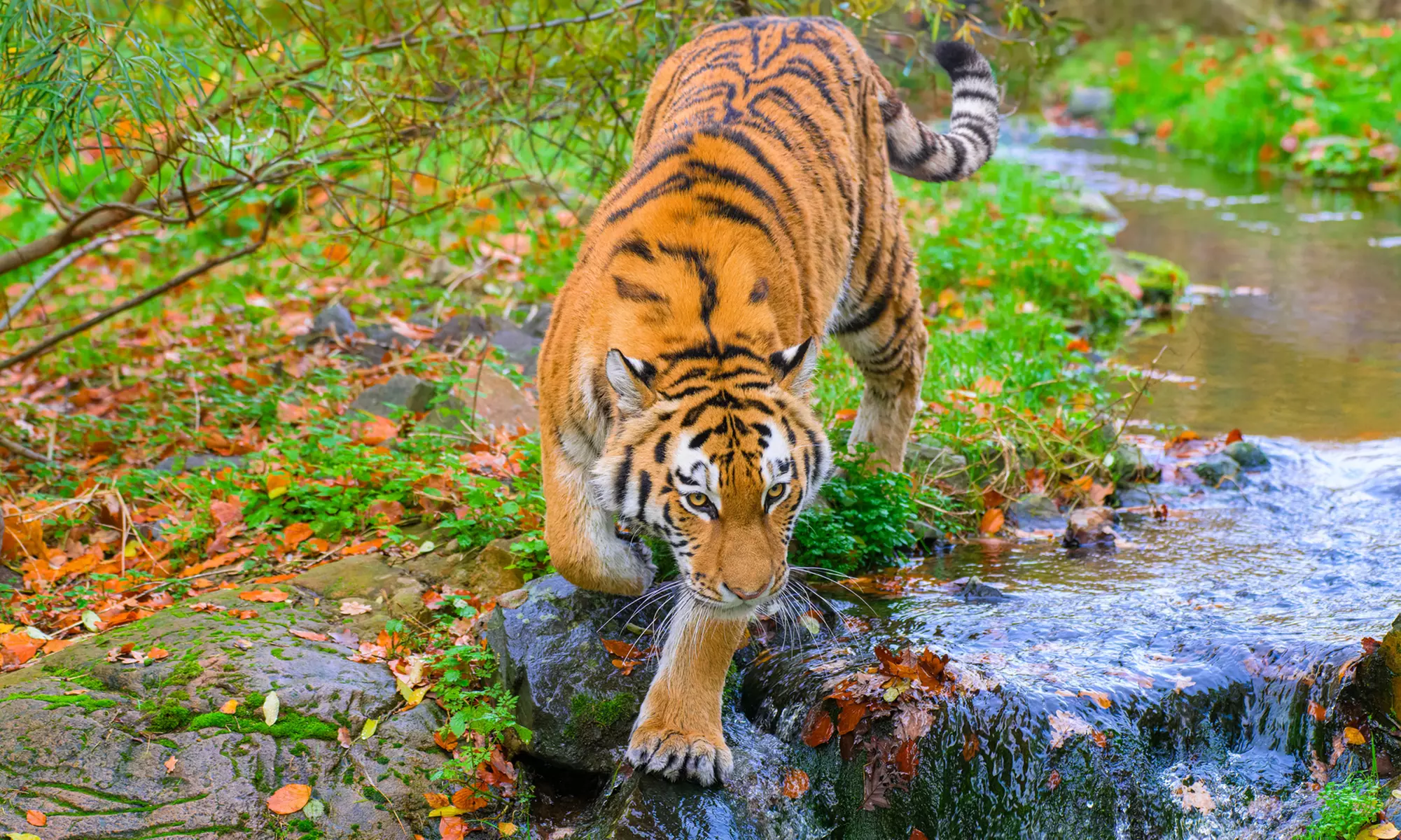 Einzigartig wild: Tageskarten für den Zoo Duisburg