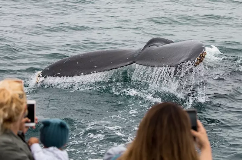 Up to 43% Off Whale-Watching Tours from Newport Legacy