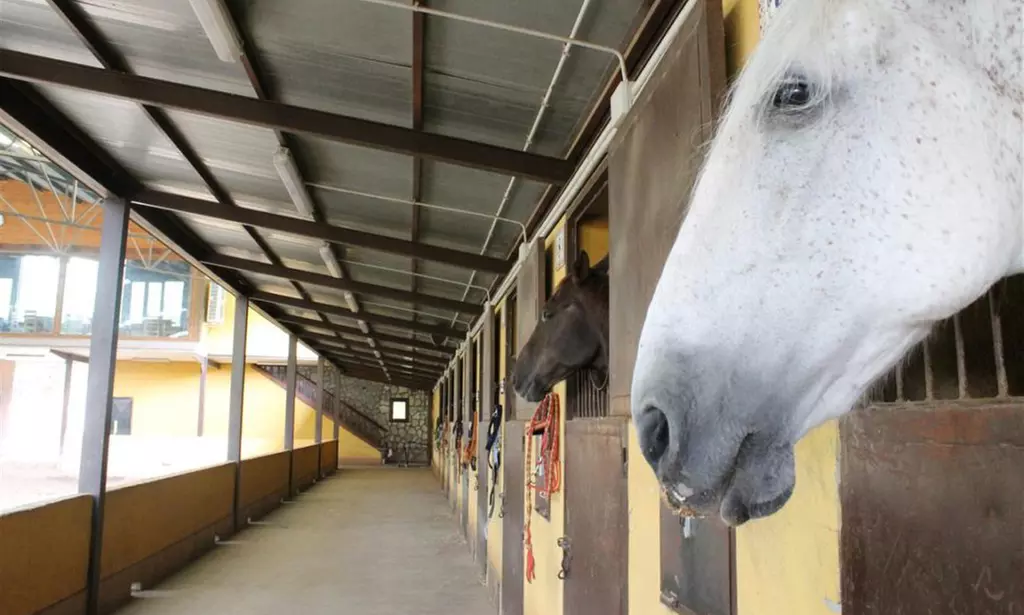 Disfruta de un paseo a caballo de una hora para hasta 4 personas