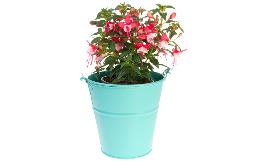 Image 3: Garden-Ready Upright Fuchsia