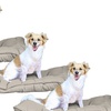 Image 19: 1 à 3 maxi matelas-coussins pour chien et chat