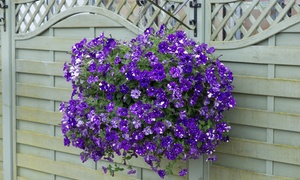 Petunia Hanging Basket