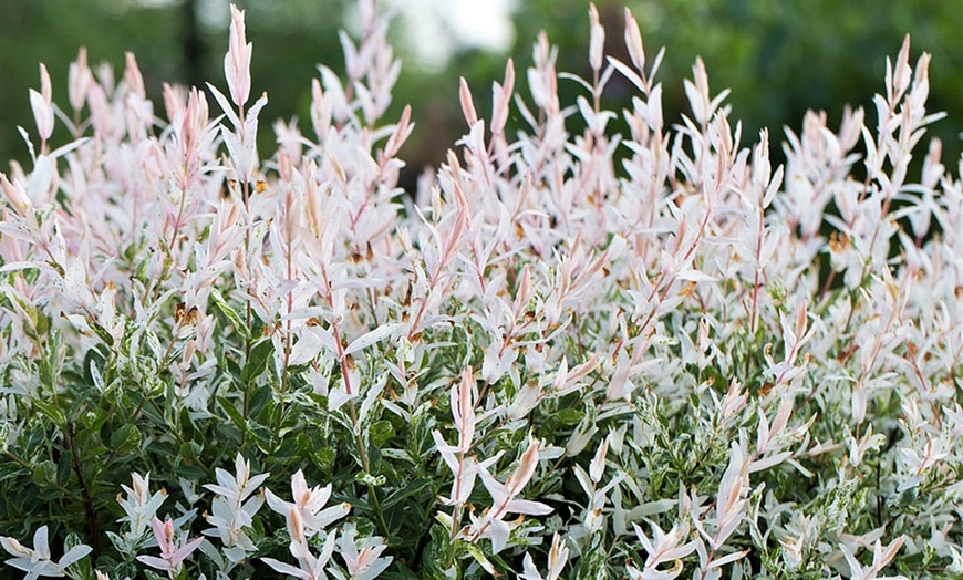 Image 6: Salix Flamingo Willow Trees