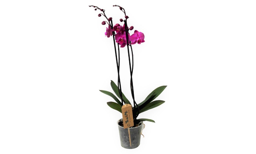 Image 8: Phalaenopsis plant (vlinderorchidee)