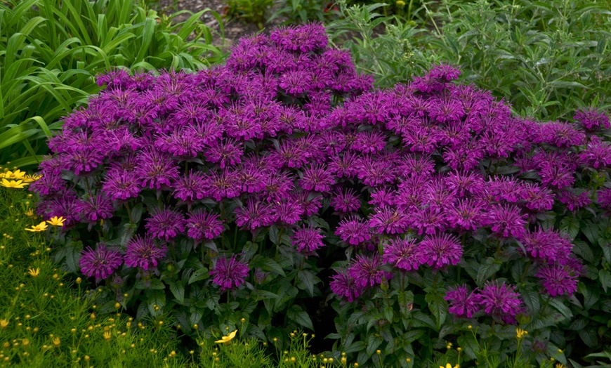 Image 5: 6, 12 or 18 Monarda Plants
