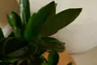 1 o 2 plantas de Zamioculcas (planta ZZ), disponible en 3 alturas (30, 60 o 90 cm) - decorativas y fáciles de cuidar - Second Medium