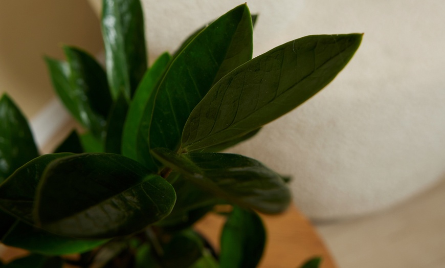 Image 4: 1 o 2 plantas Zamioculcas (planta ZZ) en maceta de tamaño a elegir