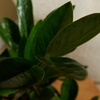 Image 4: 1 o 2 plantas Zamioculcas (planta ZZ) en maceta de tamaño a elegir