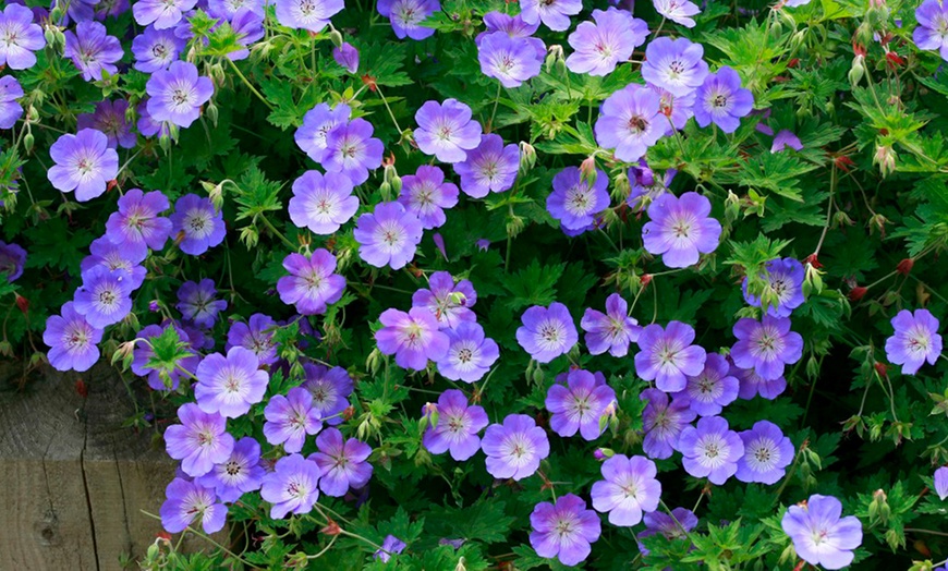 Image 1: One or Two Geranium Hardy Rozanne Plants