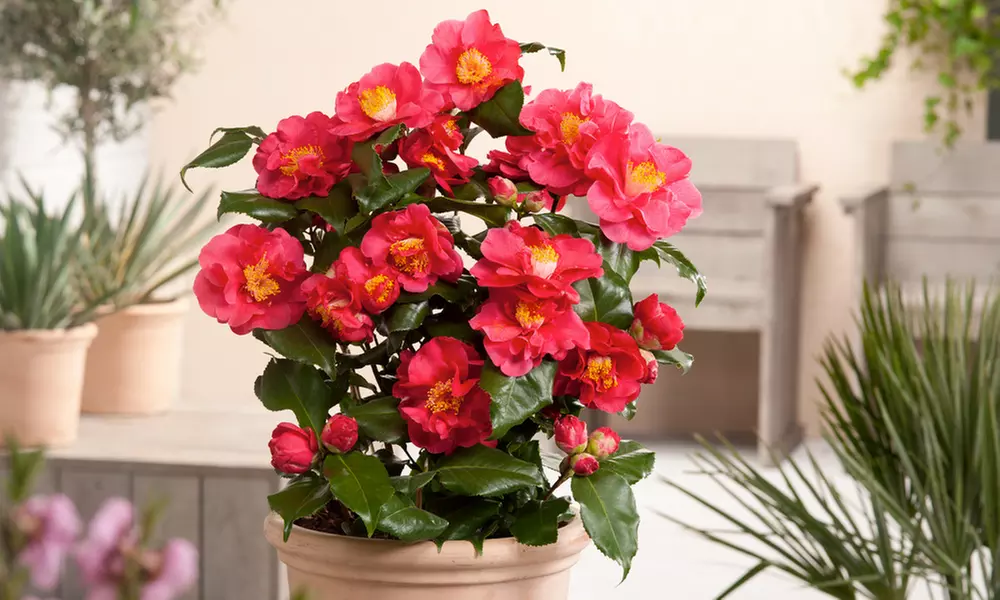 1x oder 2x Japanische Kamelie mit dekorativen Blüten - Primary Image