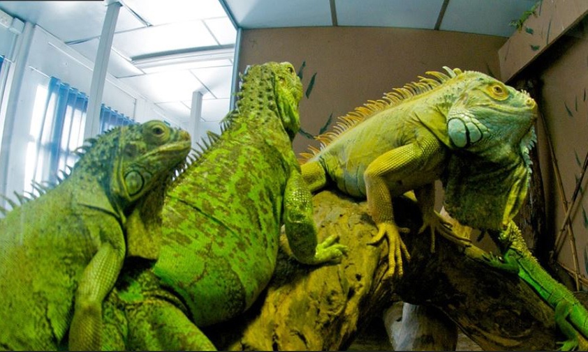 Entrada al CRARC niños y adultos