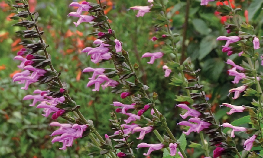 Image 3: One or Three Salvia Amistad Pink Hardy Perennial Plants