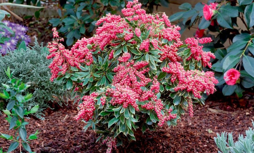 Image 1: 5-Plant Evergreen Pieris Collection