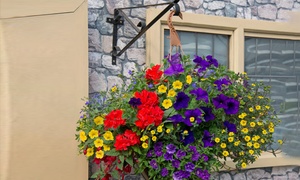 Summer Mix Hanging Basket 