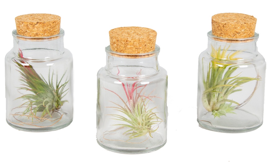 Image 2: 3 Air Plants in Glass Container