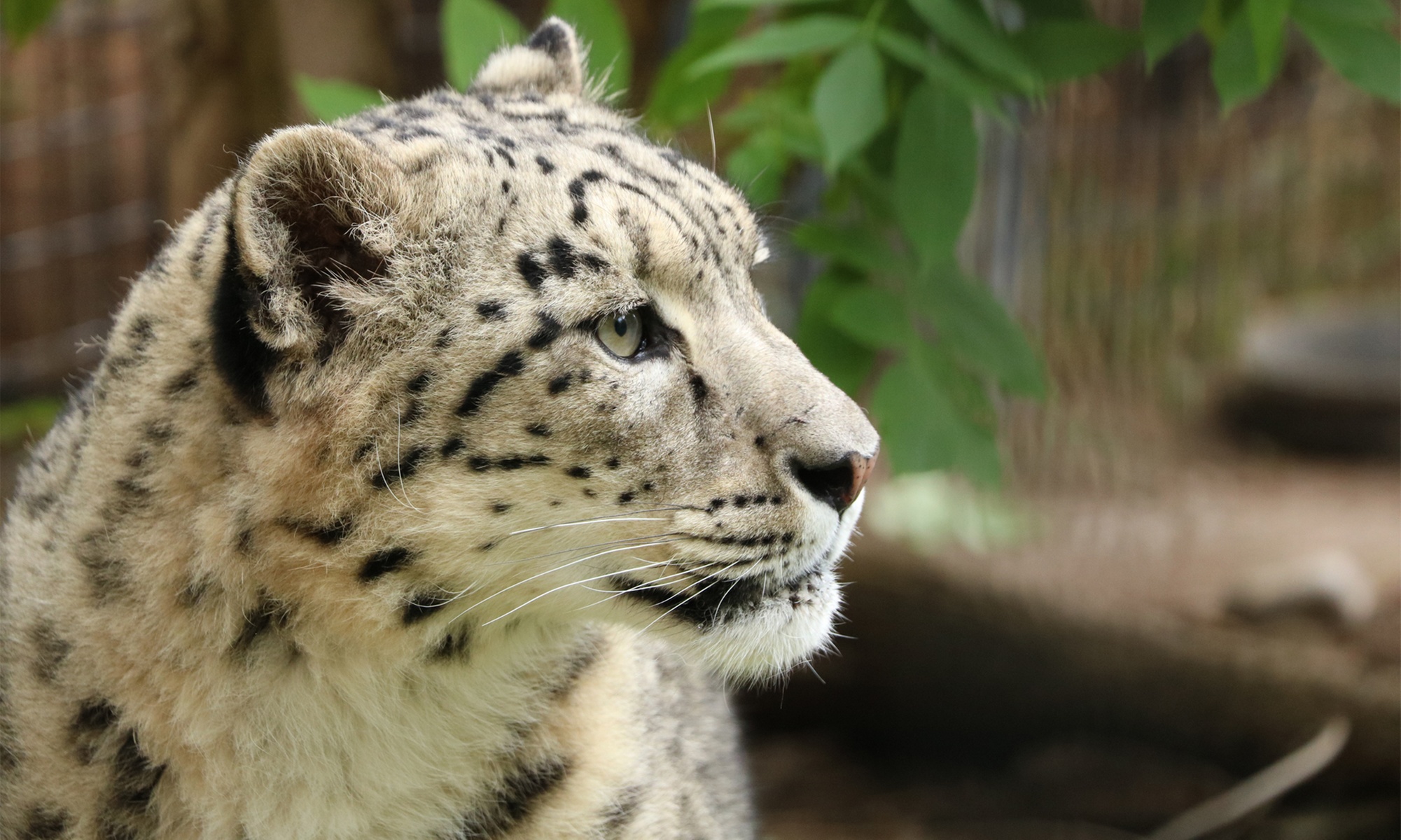 Roar into Adventure: Idaho Falls Zoo Admission
