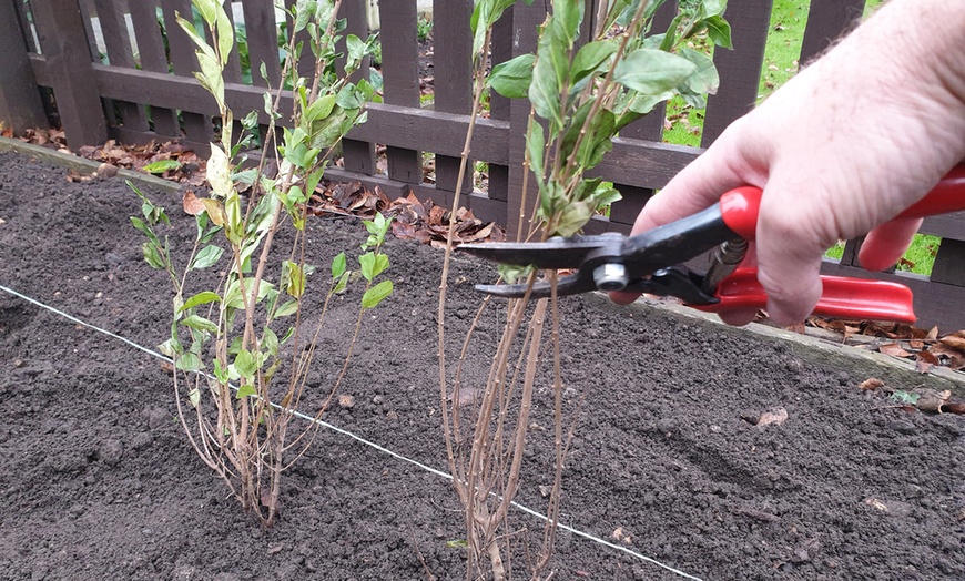 Image 3: Green Privet Hedge Plants