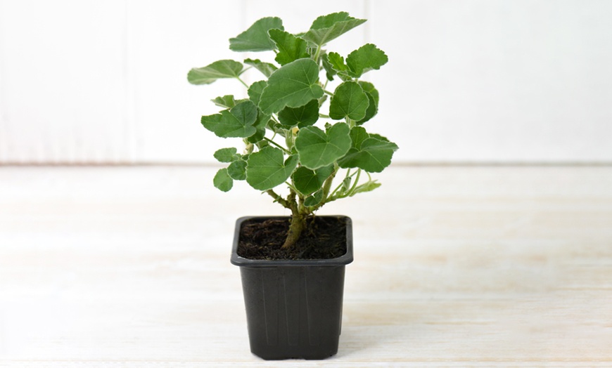 Image 5: Lavatera Barnsley Baby Plant