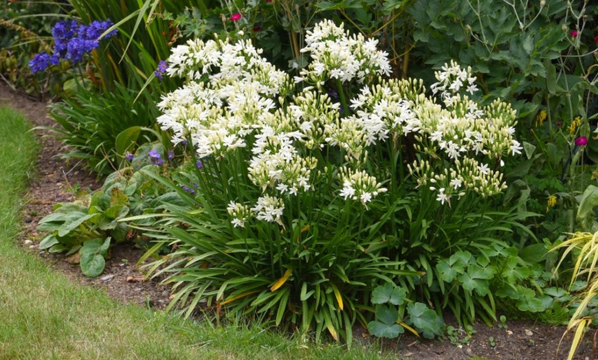 Image 13: Potted Agapanthus Plants – 7 different Varieties
